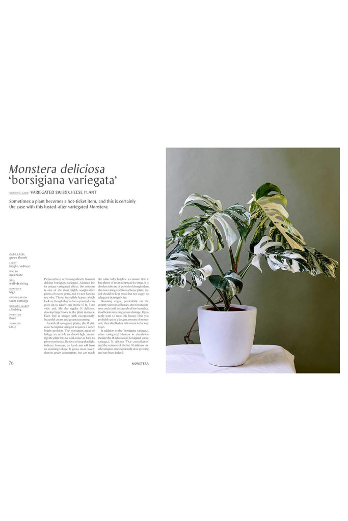 Zokni - Monstera